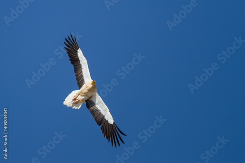 Egyptian Vulture  Neophron percnopterus
