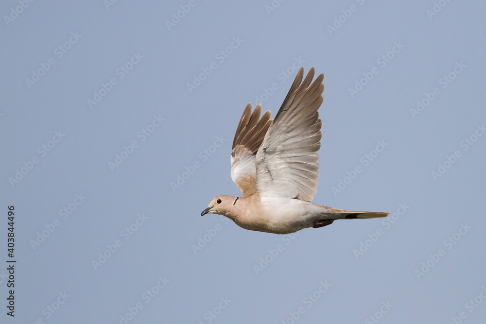 Turkse Tortel, Eurasian Collared Dove, Streptopelia decaocto