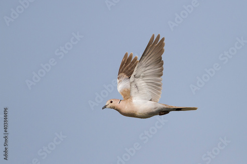 Obraz na płótnie Turkse Tortel, Eurasian Collared Dove, Streptopelia decaocto w salonie