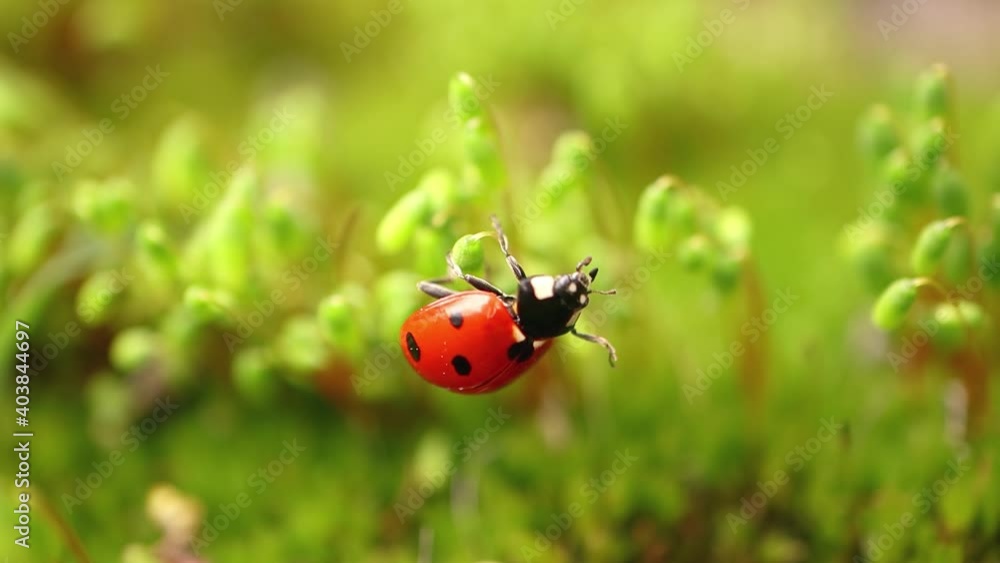 Close-up wildlife of a ladybug in the green grass in the forest Close-up wildlife of a ladybug in the green grass in the forest