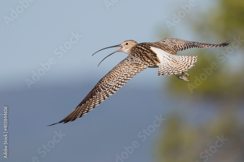 Wulp, Eurasian Curlew, Numenius arquata suschkini photo