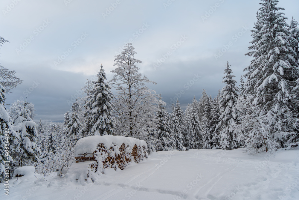Obraz premium Schwarzwald bei Hinterzarten im Winter