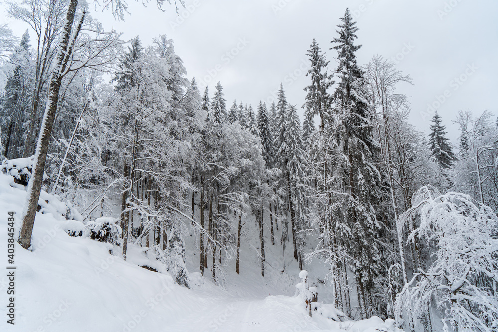 Obraz premium Schwarzwald bei Hinterzarten im Winter
