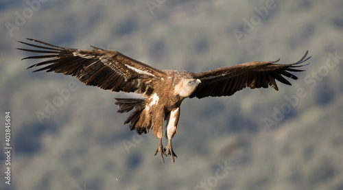 Eurasian Griffon Vulture - Gänsegeier - Gyps fulvus ssp. fulvus, Spain, adult © AGAMI