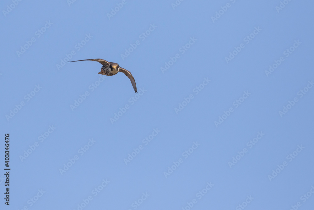 Boomvalk, Eurasian Hobby, Falco subbuteo subbuteo Boomvalk, Eurasian Hobby, Falco subbuteo subbuteo