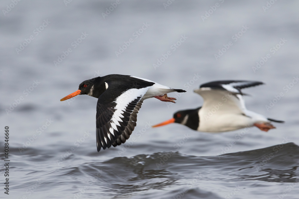 Scholekster, Eurasian Oystercatcher, Haematopus ostralegus Scholekster, Eurasian Oystercatcher, Haematopus ostralegus