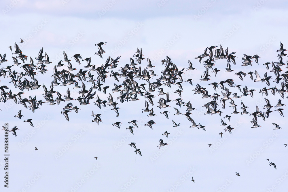 Fototapeta premium Scholekster, Eurasian Oystercatcher, Haematopus ostralegus ostralegus