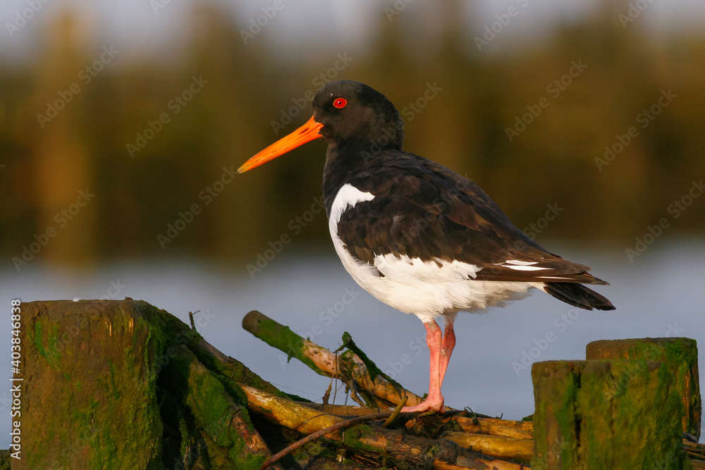 Scholekster, Eurasian Oystercatcher, Haematopus ostralegus ostralegus Scholekster, Eurasian Oystercatcher, Haematopus ostralegus ostralegus