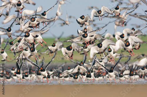 Scholekster, Eurasian Oystercatcher, Haematopus ostralegus ostralegus photo