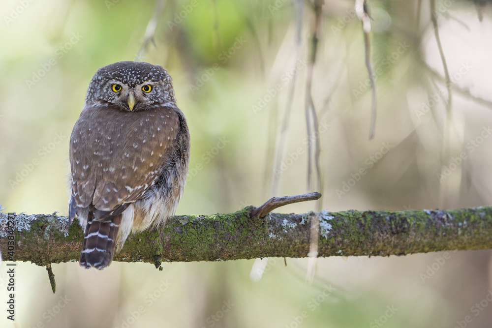 Dwerguil, Eurasian Pygmy Owl, Glaucidium passerinum Dwerguil, Eurasian Pygmy Owl, Glaucidium passerinum