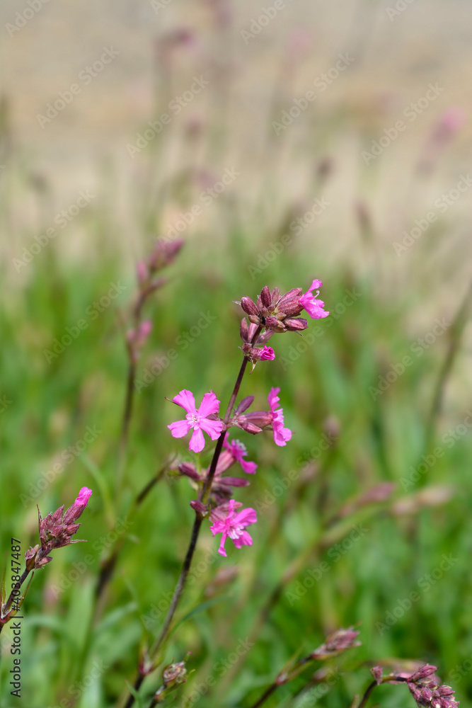 Sticky catchfly
