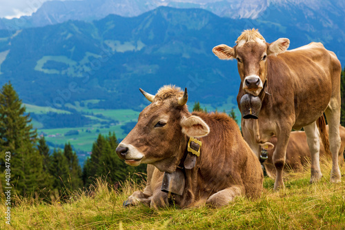 Kuh - Allg  u - Braunvieh - H  rner - Alpen - Berge 