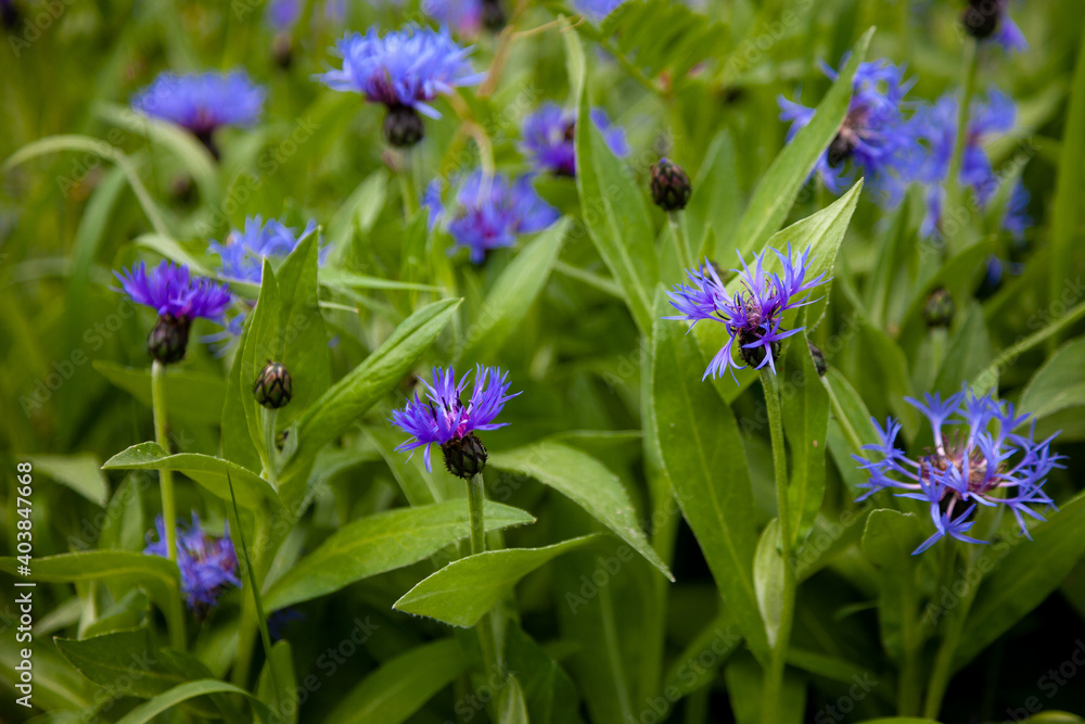 Blue flowers cornflowers in the garden. Cornflower in the flowerbed. Summer wildflower. Blue flowers cornflowers in the garden. Cornflower in the flowerbed. Summer wildflower.
