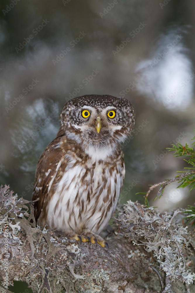 Dwerguil, Eurasian Pygmy Owl, Glaucidium passerinum Dwerguil, Eurasian Pygmy Owl, Glaucidium passerinum