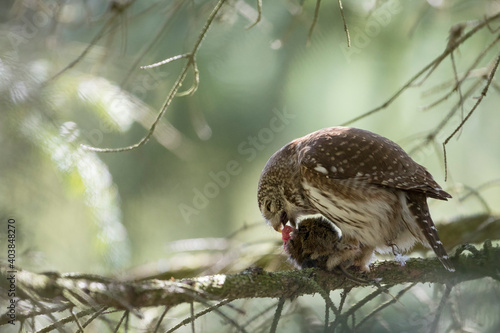 Dwerguil, Eurasian Pygmy Owl, Glaucidium passerinum photo