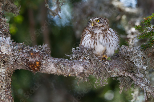 Dwerguil, Eurasian Pygmy Owl, Glaucidium passerinum photo