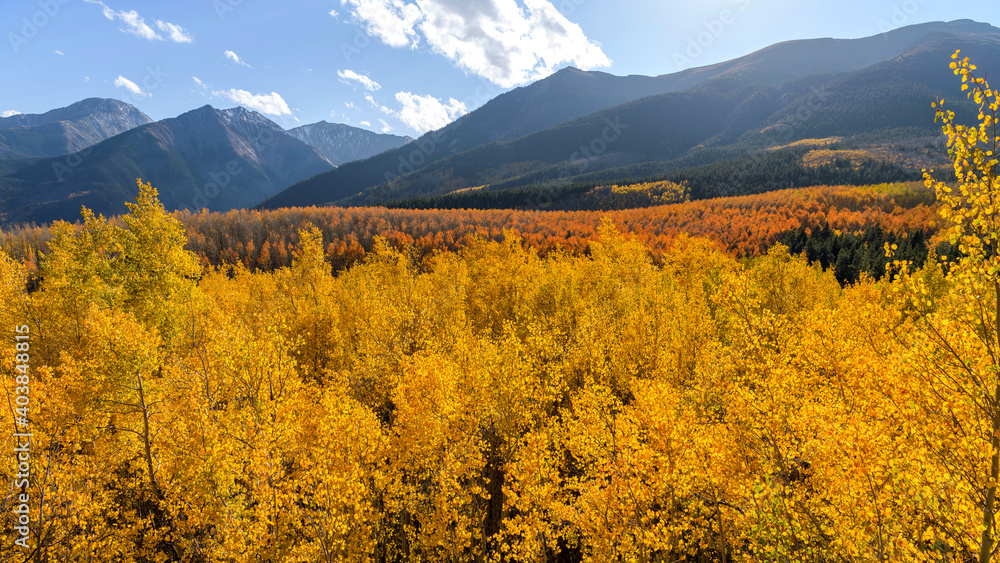 Autumn Sunset Valley - A panoramic sunset view of a dense golden aspen grove in a valley at base of high peaks of Sawatch Range on a sunny but windy Autumn evening. Twin Lakes, Leadville, CO, USA.