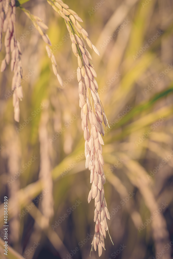close up rice seed close up rice seed