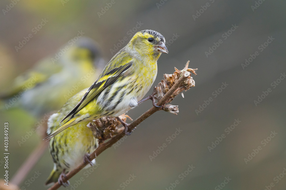 Obraz premium Sijs, Eurasian Siskin, Carduelis spinus