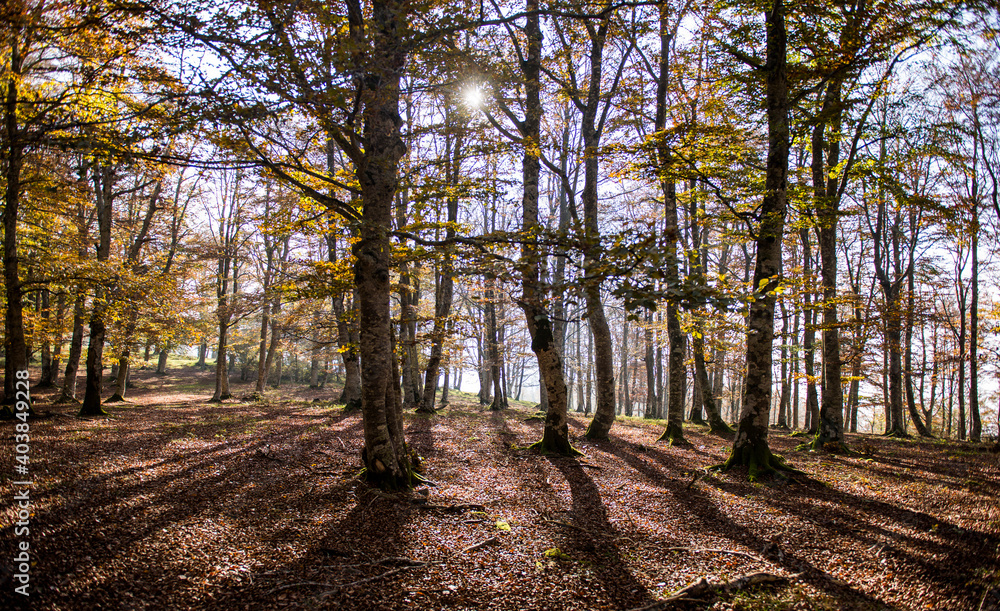forest
forest