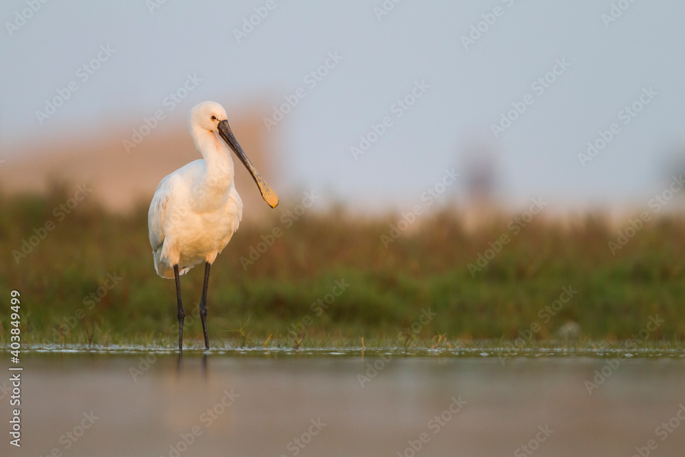 Lepelaar, Eurasian Spoonbill, Platalea leucorodia