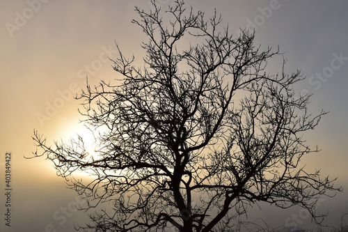 silhouette of a tree at sunset © Nadiia