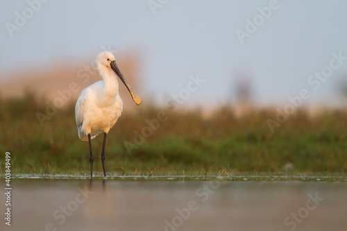 Obraz na płótnie Lepelaar, Eurasian Spoonbill, Platalea leucorodia w salonie