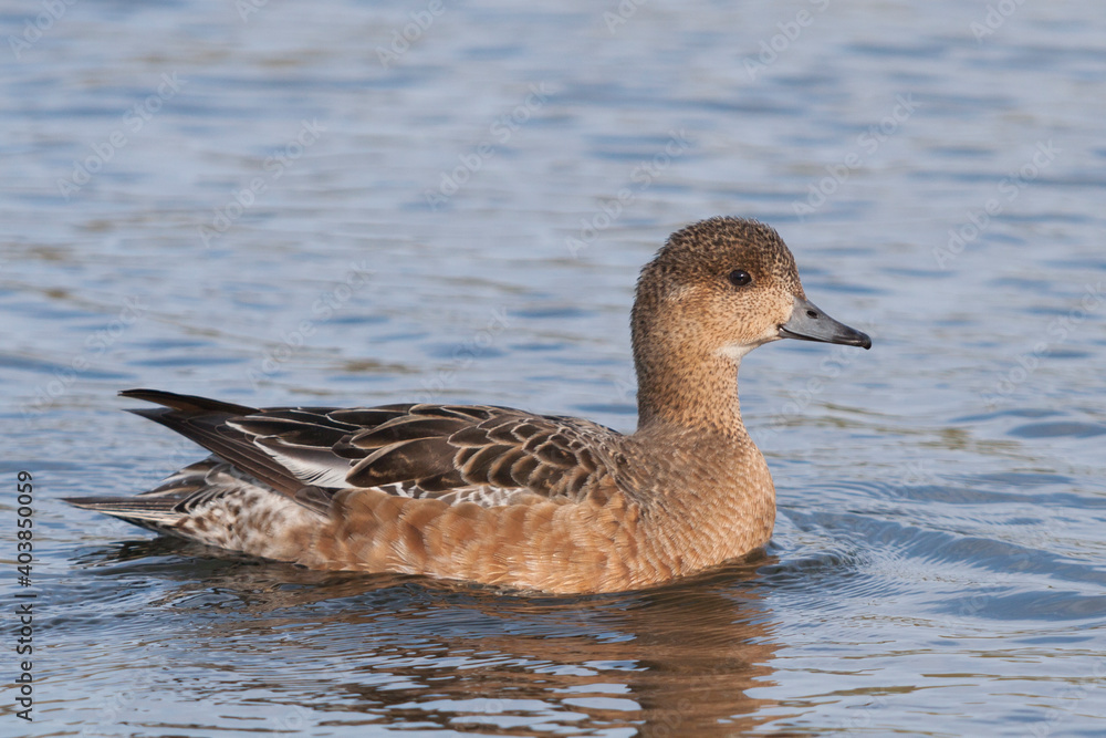 Eurasian Wigeon, Smient, Mareca penelope Eurasian Wigeon, Smient, Mareca penelope