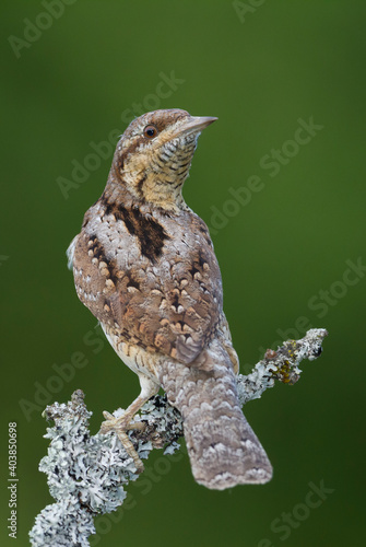 Draaihals, Eurasian Wryneck, Jynx torquilla