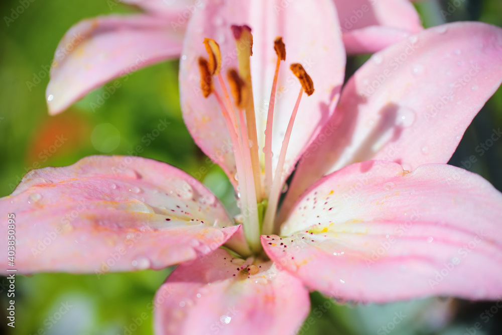 Fototapeta premium lilia, macro 