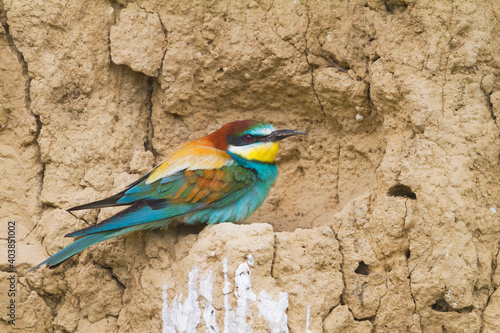 European Bee-eater, Bijeneter, Merops apiaster