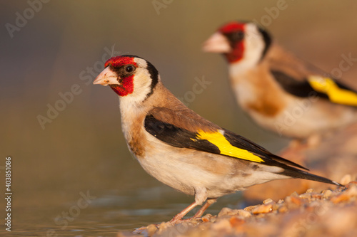 European Goldfinch, Putter,  Carduelis carduelis ssp. balcanica