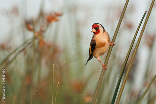 European Goldfinch, Putter,  Carduelis carduelis ssp. balcanica photo