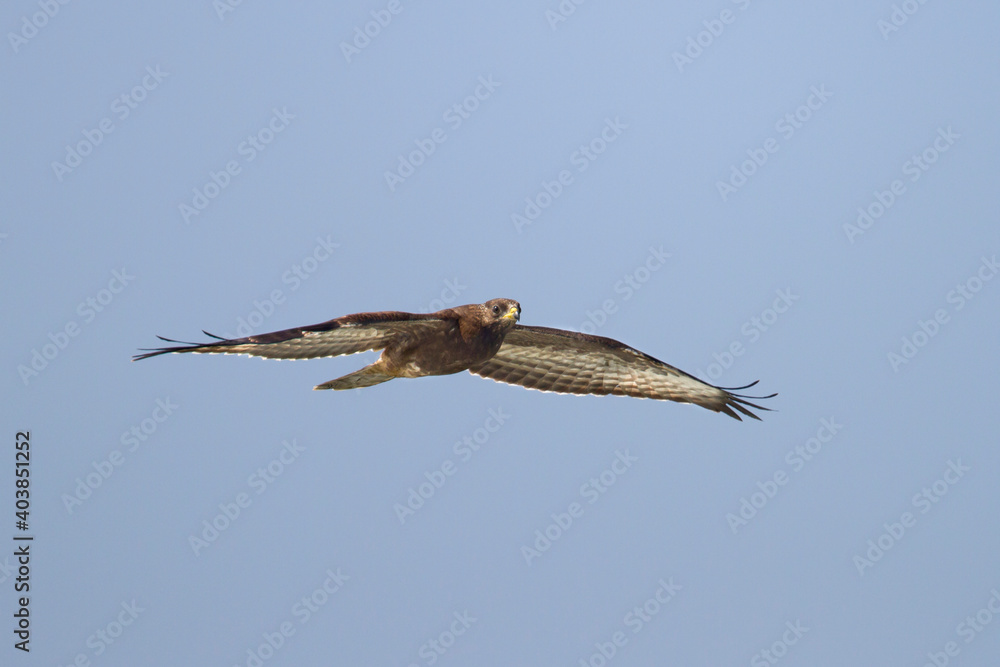 Fototapeta premium Wespendief, European Honey Buzzard, Pernis apivorus