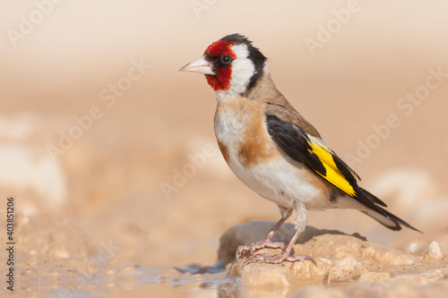 European Goldfinch, Putter,  Carduelis carduelis ssp. balcanica © AGAMI
