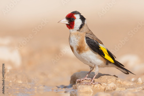 European Goldfinch, Putter, Carduelis carduelis ssp. balcanica