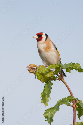Putter, European Goldfinch, Carduelis carduelis carduelis
