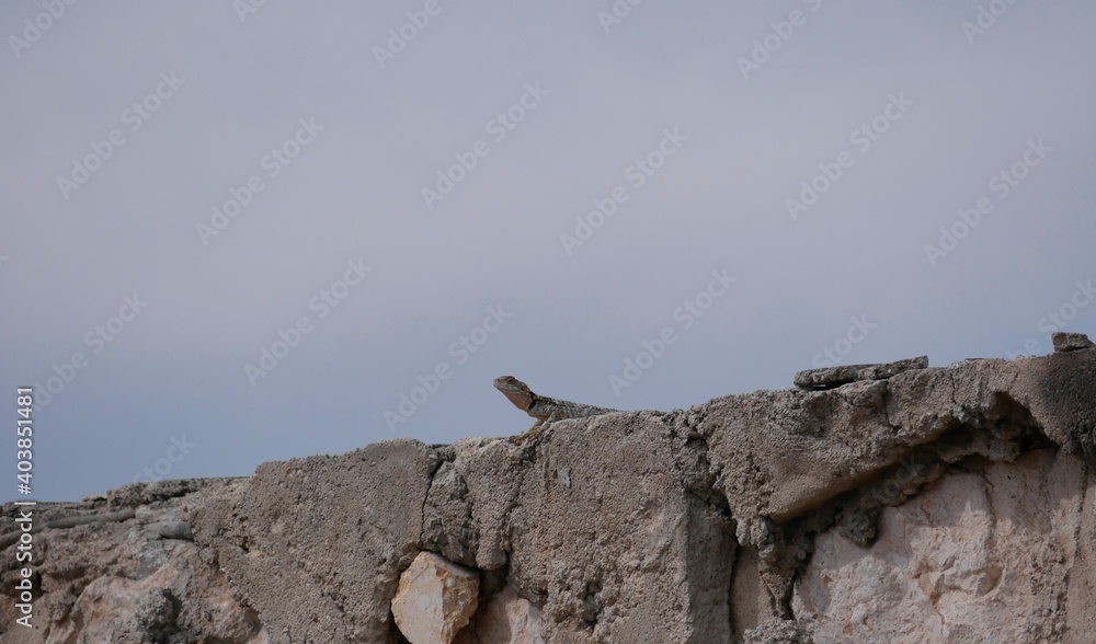 A large gray-brown lizard sits in the summer on a ruined fence of stones and concrete. Mountain agam basks in the sun on a hot summer day.