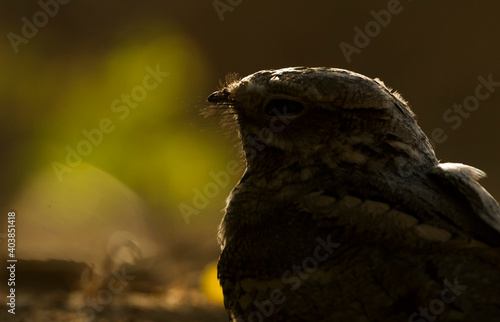 Nachtzwaluw, European Nightjar, Caprimulgus europaeus photo