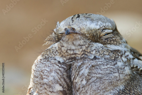 Nachtzwaluw, European Nightjar, Caprimulgus europaeus photo