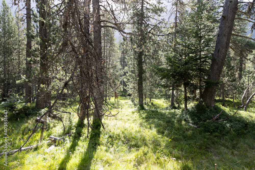 Fototapeta premium Valle de Arán