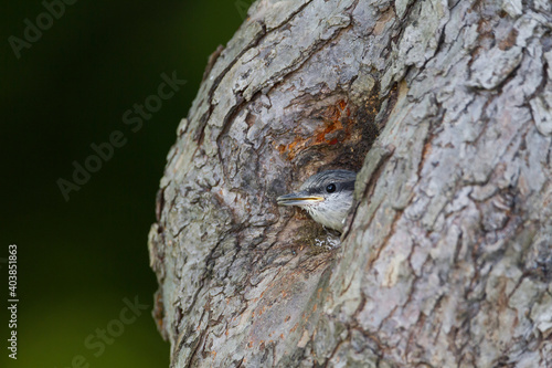 Boomklever, European Nuthatch, Sitta europaea caesia photo