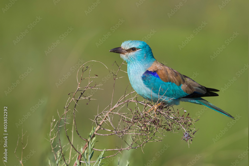 Scharrelaar, European Roller, Coracias garrulus semenowi