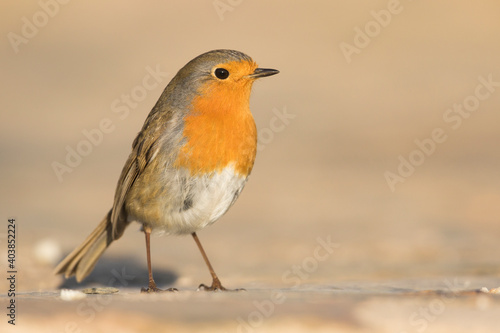 Roodborst, European Robin, Erithacus rubecula rubecula