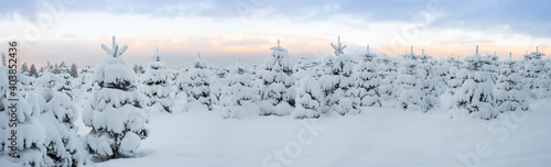 Snow covered Christmas tree plantation in the low mountain range, Rothaargebirge, Germany photo
