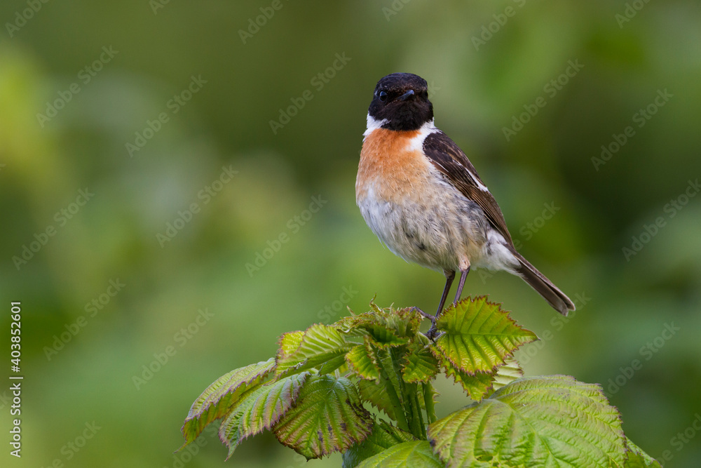 Roodborsttapuit, European Stonechat, Saxicola torqatus rubicola Roodborsttapuit, European Stonechat, Saxicola torqatus rubicola