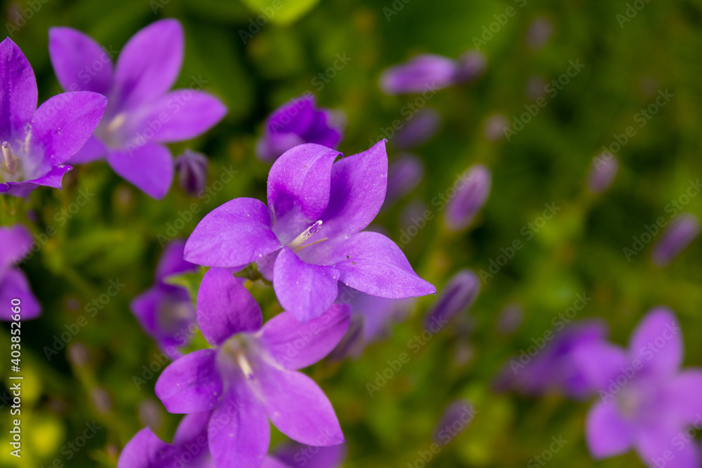 Blüte Blüte
