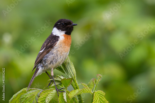 Roodborsttapuit, European Stonechat, Saxicola torqatus rubicola