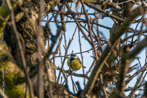 Tit on a branch of a leafless tree. 