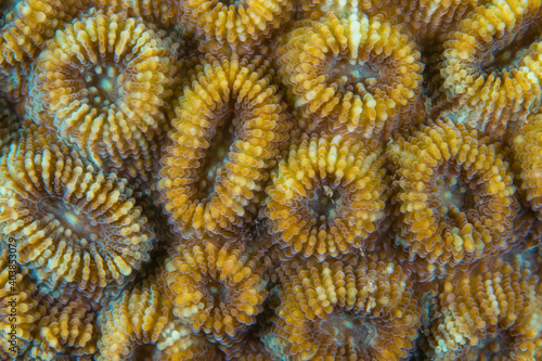  Close up colorful detail of coral polyps